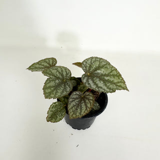 Begonia 'Almost Heaven' [#2155]