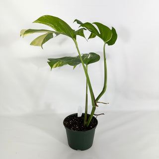 Z-4596 - Monstera deliciosa 'Marmorata'