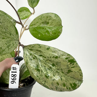 Hoya 'Michele' (Splash) [#1896]