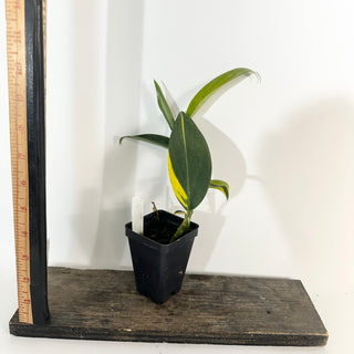 Z-5279 - Scindapsus coriaceus variegated