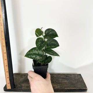 Scindapsus pictus 'Black Mamba' [#2049]