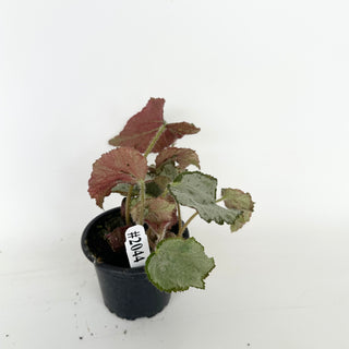 Begonia 'Madhatter' [#2044]