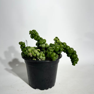 Dischidia nummularia "Dragon Jade" [#1909]
