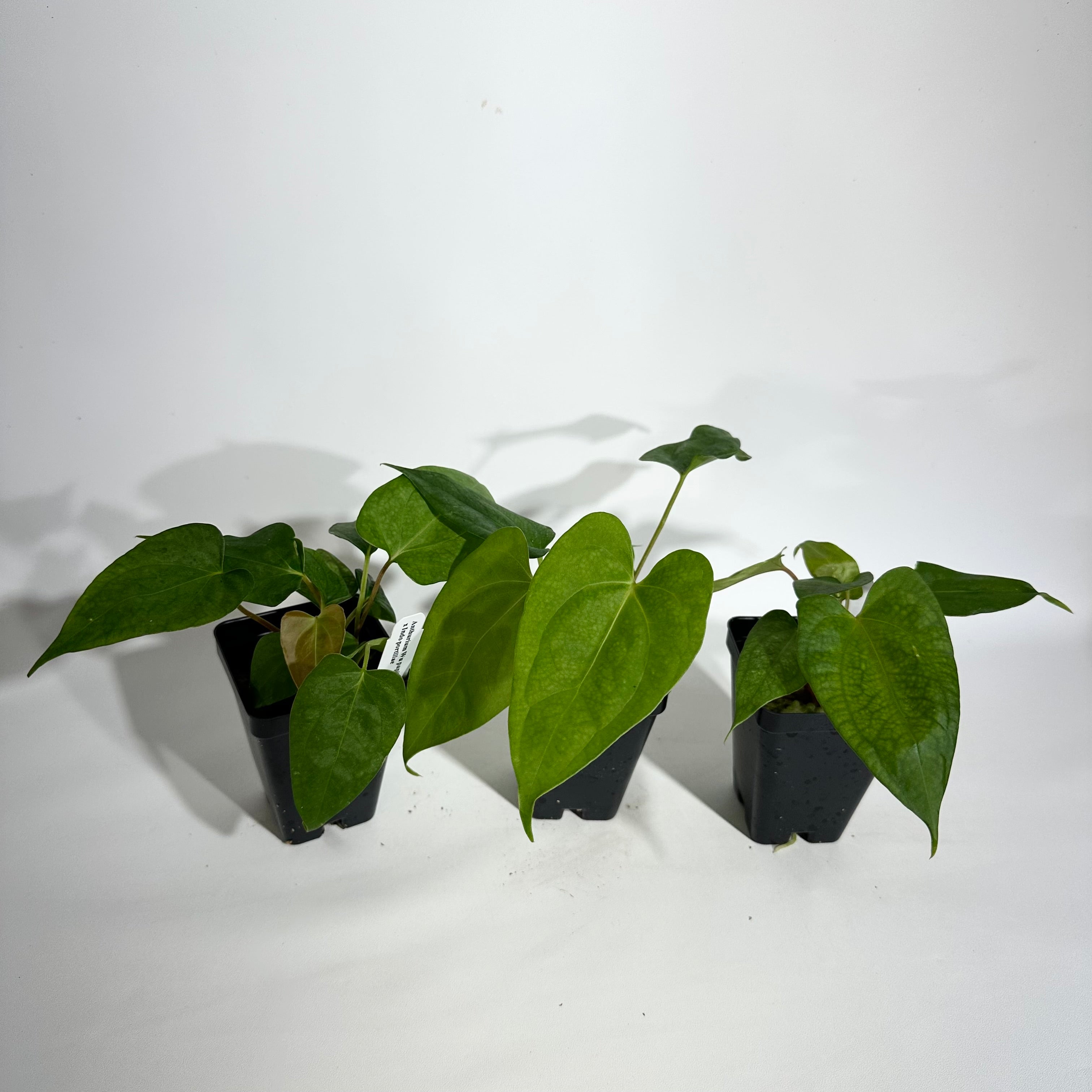 anthurium chiapense Anthurium Wu papillilaminum x indo portillae