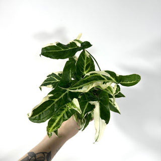 Syngonium T25 [#2164]