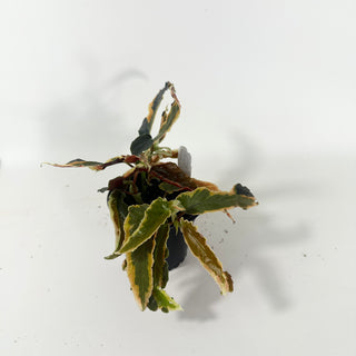 Begonia 'Dainty Spray' (Sport) [#2063]
