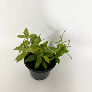 Hoya microdwarf (NS 12-323) [#2099]