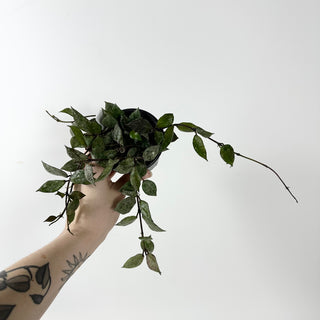 Hoya lacunosa Black Aurora [#2331]