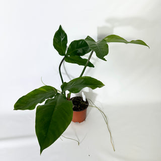 Philodendron barrosoanum (Non-TC) [#1374]