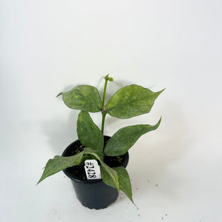 Hoya polyneura (Broget) [#2428]