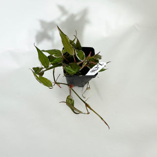 Z-4786 - Philodendron hederaceum ‘Micans Halo’