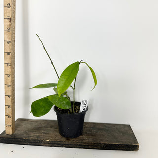 Hoya mappigera Borneo [#2291]