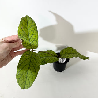 Hoya meredithii [#2142]