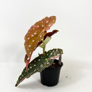 Begonia maculata (Variegated) [#2388]