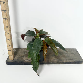 Begonia 'Peppermint Princess' [#2049]