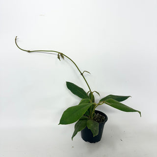 Hoya kapuasensis [#1917]