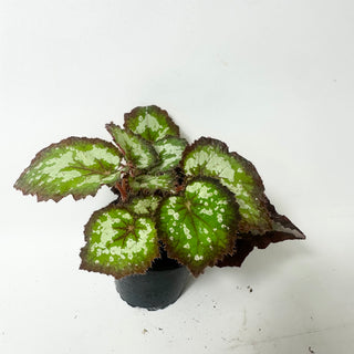 Begonia 'Randy MK2' [#2006]