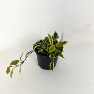 Hoya bakoensis (outer-variegated) [#2352]