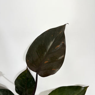 Z-4325 - Philodendron 'Orange Princess' (Non-TC)