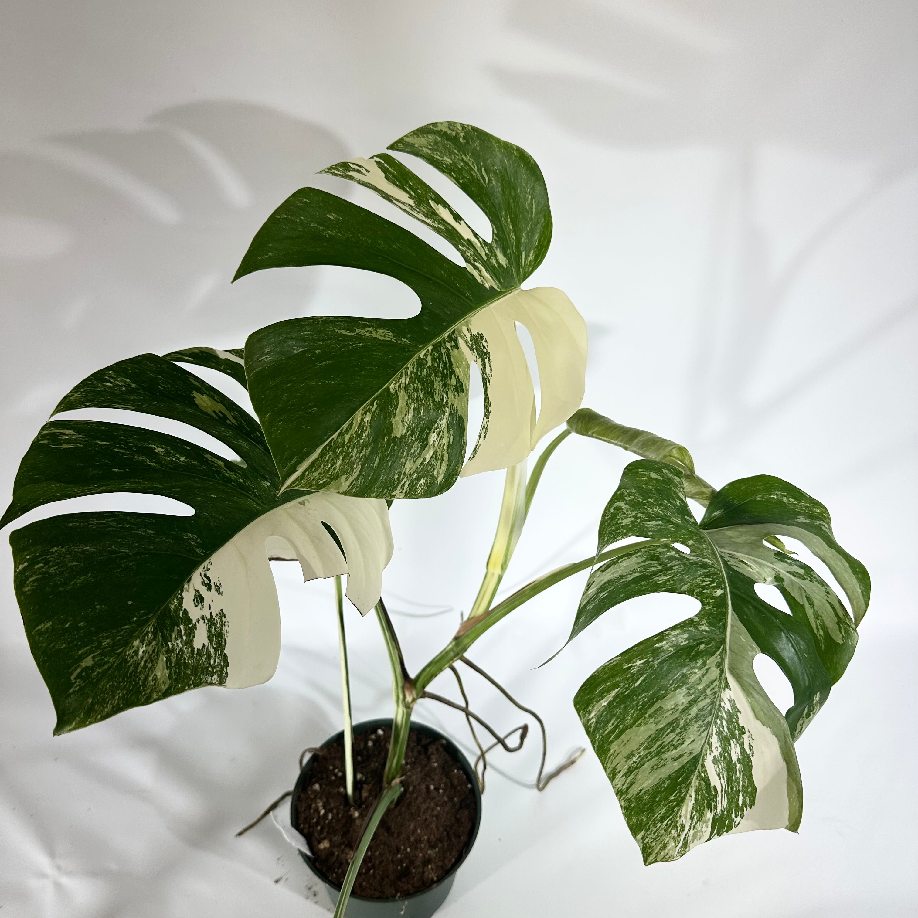 モンステラ ボルシギアナ　黄斑 モンステラ ボルシギアナ オーレア 黄斑入り