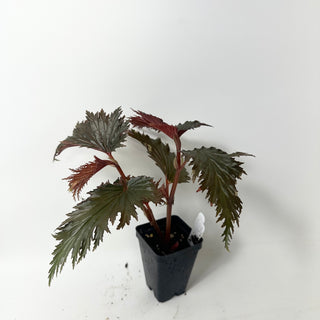 Begonia serratipetala 'Miri' [#2007]