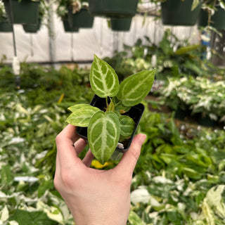 Anthurium 'Silver Blush' x 'Super Silver Blush'