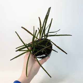 Hoya insularis [#1666]