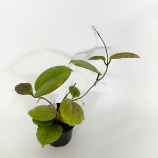 Hoya cv. EPC 1016 (incrassata x acuta)