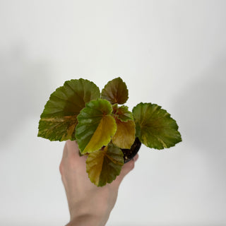 Z-4545 - Begonia cucullata (variegated)