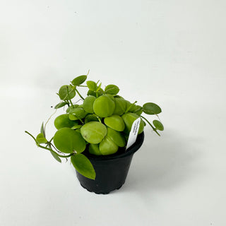 Dischidia vidalii