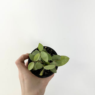 Hoya nummularioides (silver) [#1653]