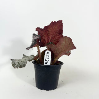 Begonia 'Island Magic' [#2126]
