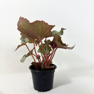 Begonia 'Desperado' [#2100]