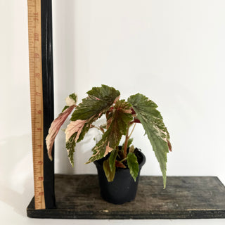 Begonia 'Ginny Galaxy' [#2015]