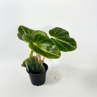 Begonia chingipengii [#1988]