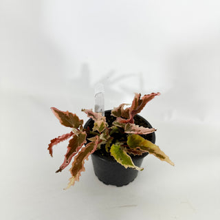 Begonia 'Dainty Spray' (Sport) [#1468]