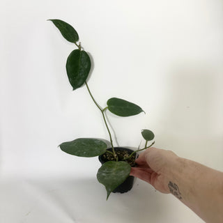 Z-4818 - Hoya macgillivrayi