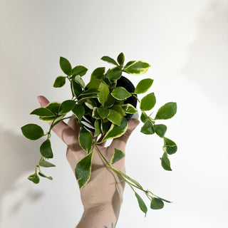 Hoya heuschkeliana albo-marginata [#1994]