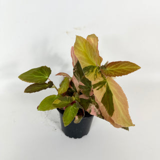 Begonia ‘Withlacoochee’ (Variegated) [#2101]