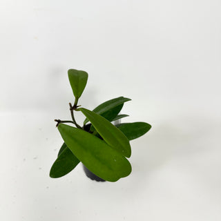 Hoya revolubilis [#2412]