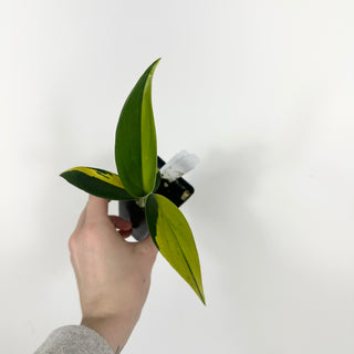 Z-5252 - Scindapsus coriaceus variegated