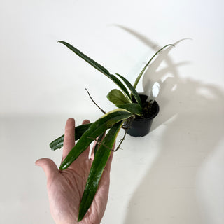 Hoya sulawesiana albo marginata [#2148]