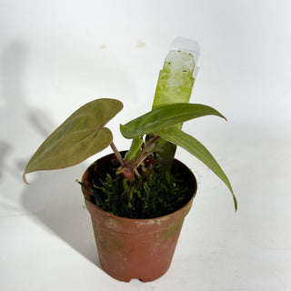 Anthurium forgetii/'Ace of Spades' x 'Arnold Schwarzenegger' - 2 Seedlings [#1897]