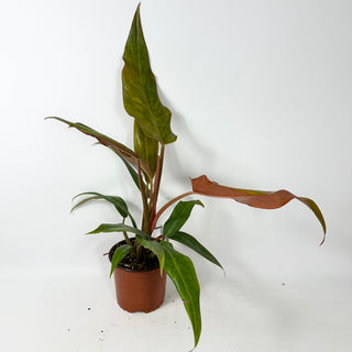 Philodendron 'Orange Marmalade' (Non-TC) [#2346]