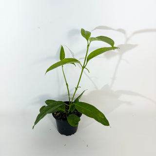 Hoya solokensis [#2177]