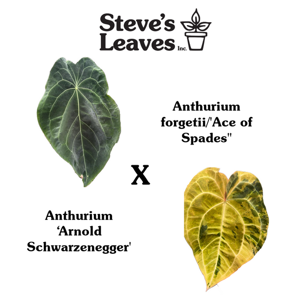 Anthurium forgetii/'Ace of Spades' x 'Arnold Schwarzenegger'