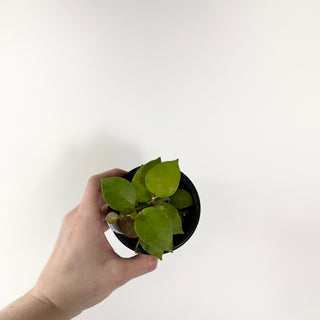 Hoya 'Chubby Bunny' (RHI 402) [#1781]