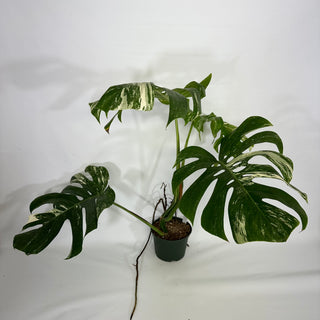 Monstera deliciosa var. borsigiana albo-variegata [#1350]