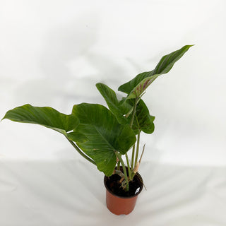 Z-4680 - Philodendron subhastatum (Non-TC)