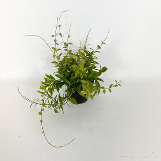 Hoya microdwarf (NS 12-323) [#2281]